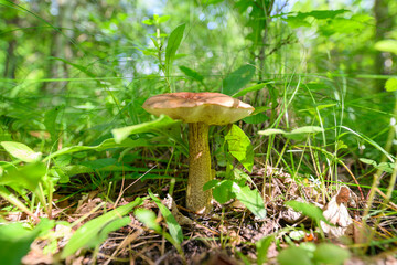Mushroom Growing Beautifully in a Lush Green Forest Filled with Biodiversity and Life