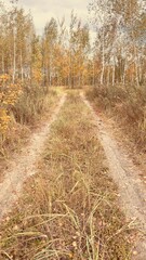 A dirt road with trees in the background