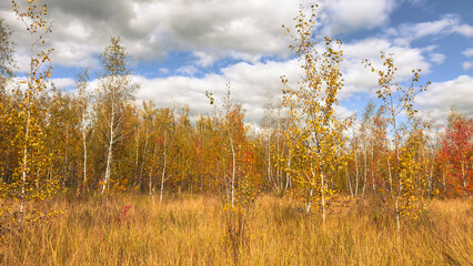 A field of trees with yellow leaves