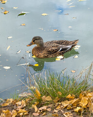 A duck is swimming in a pond