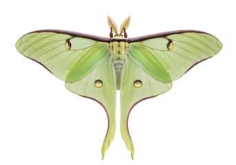 Isolated Luna moth with light green wings and long tails, insect, entomology illustration