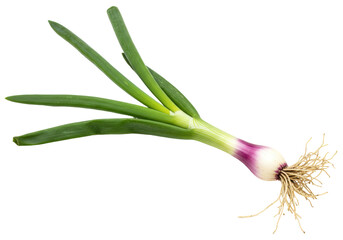 Fototapeta premium Isolated fresh spring onion, scallion, whole food, vegetable bulb with green leaves
