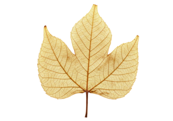 Isolated delicate leaf skeleton with beautiful venation viewed from below in detail