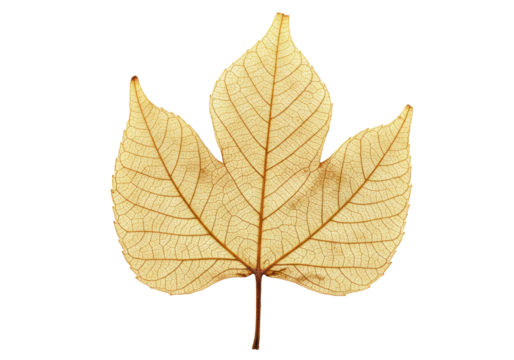 Isolated delicate leaf skeleton with beautiful venation viewed from below in detail