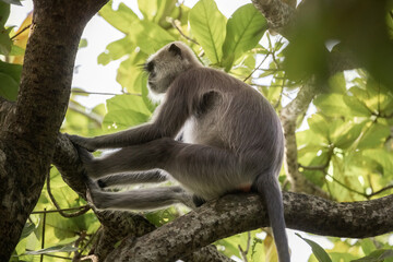 Gray Langur Monkey Resting On Tree Branch In Tropical Forest Habitat