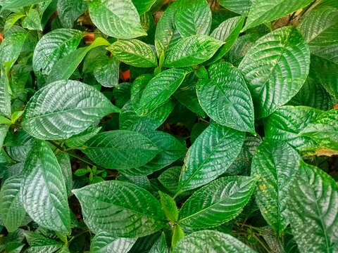 Background of Strobilanthes crispus leaves and twigs.