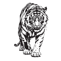 Realistic Tiger Vector — Black and White Illustration of Walking Tiger with Detailed Stripes, Muscular Form, and Intense Gaze