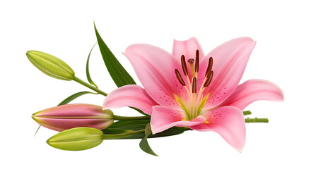 Fototapeta premium Pink lily flower and buds isolated on transparent background