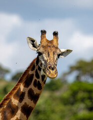 Fototapeta premium Portrait of a giraffe with a cloudy sky background