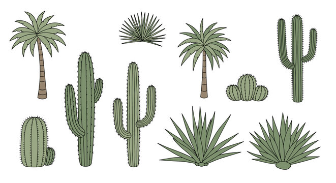 A collection of various desert plants including cacti palm trees and agave species.