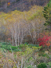 紅葉の姥ヶ平