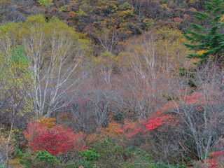 紅葉の姥ヶ平