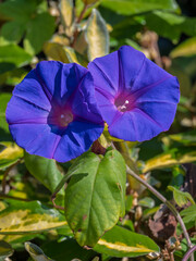 Closeup vertical view of bright purple blue flowers of ipomoea purpurea aka common morning glory or purple morning glory blooming outdoors in garden