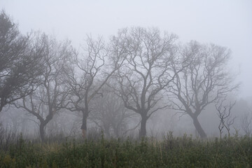 Mysterious Foggy Landscape with Burned Trees and Dry Grass in winter.