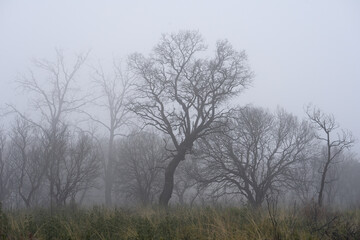 Fototapeta premium Mysterious Foggy Landscape with Burned Trees and Dry Grass in winter.
