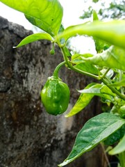 A closeup of a green Cheiro Recife pepper developing on a plant, highlighting its glossy skin and lush surroundings.