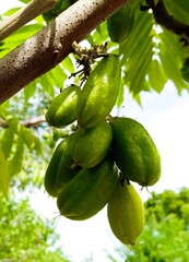 A cluster of green bilimbi fruits hanging from a tree branch against a blurred background of leaves.
