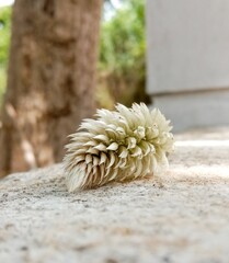 A single white celosia argentea flower displayed on a rough stone background.