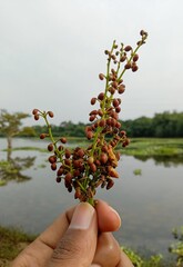 Closeup of a hand holding a stem with clusters of small brown seeds against a serene lake and lush greenery under a cloudy sky, evoking tranquility.