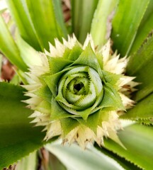 close up of a pineapple top view showing green spiky leaves forming a rosette pattern, pineapple crown viewed from above.
