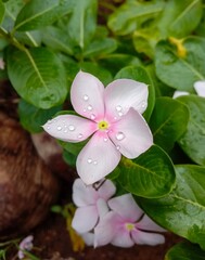 Closeup of a pink Madagascar periwinkle flower with sparkling water droplets on its petals.