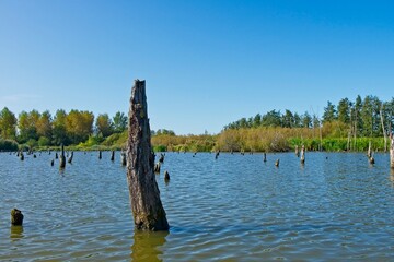 Drowned forest in the Netherlands