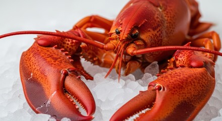 Red Cooked Lobster Resting on a Bed of Crushed Ice and Water Droplets