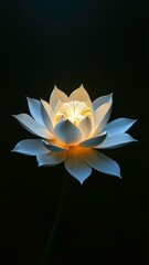 Artistic display of two-color lotus flowers