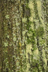 tree bark texture