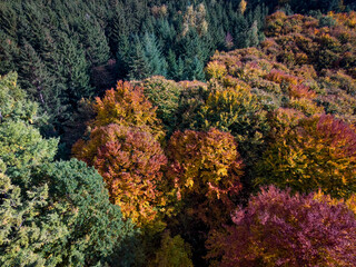 Bird´s eye view of a forest in fall / autumn; colorful tree tops in a mixed forest in the south of Germany; landscape format