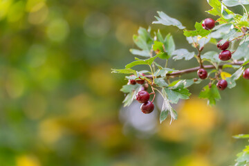 Crataegus monogyna Common Hawthorn Close-Up. Detailed view of red hawthorn berries with green leaves. A colorful autumn impression of natures fruit.