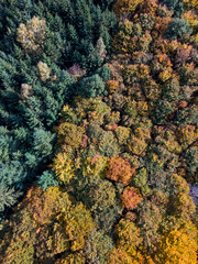 Bird´s eye view of a forest in fall / autumn; colorful tree tops in a mixed forest in the south of...