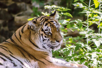 A magnificent tiger proudly lies against a background of greenery.