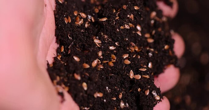 brown fertile soil with the addition of ripe flax seeds to obtain a new crop, a lot of brown flax seeds scattered in the field to harvest flax for industrial use