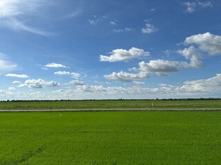 Vibrant green rice field under bright blue sky with clouds in rural Thailand