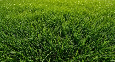 Obraz premium Lush Green Grass Field Under Bright Sky
