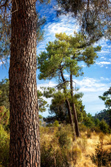 Fototapeta premium Pinares en Valle de Iruelas