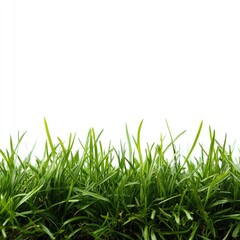 Fototapeta premium Close-up of vibrant green grass against white background (6)
