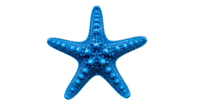 Bright blue starfish isolated on transparent background
