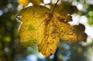 Kolorowy liść podświetlony jasnym słonecznym światłem