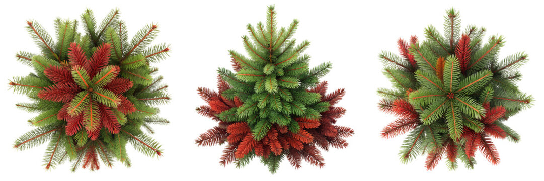 Set of Fresh red,green spruce tree top view, realistic foliage texture, detailed needle arrangement isolated on a transparent background (2)
