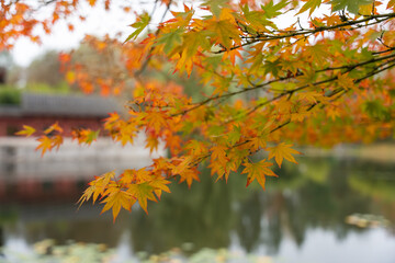 Fototapeta premium Vibrant Japanese maple Acer palmatum leaves in orange and green frame a serene pond. A traditional red structure appears softly blurred in the background.