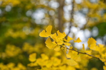 A close-up of Ginkgo leaves in golden hues against a soft blurred background. Their fan shape and bright color symbolize autumns elegance.