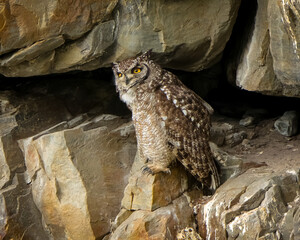 Spotted Eagle Owl on cliff ledge 