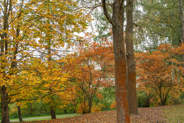 Naklejka premium Tall trees with orange and yellow foliage line a park path. The ground is covered in fallen leaves, highlighting the beauty of late autumn.