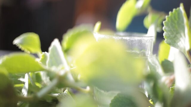 Ajwain Leaves (Trachyspermum ammi) with Glass of Water &ndash; Ayurvedic Herb for Natural Remedies and Detox Water Concept