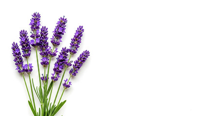Fototapeta premium A bunch of fragrant purple lavender flowers with green stems isolated on transparent background