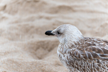 Side portrait of a young seagull Larus argentatus with fine feather details and neutral tones. The shallow depth of field isolates the bird beautifully from the sand.