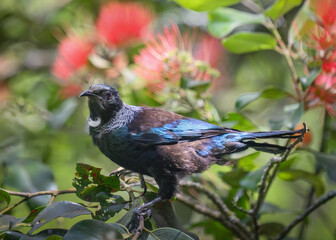 Tui bird perched on Pohutukawa tree with red flowers. New Zealand Christmas Tree.