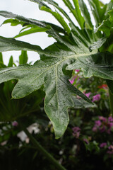 雨に濡れた観葉植物